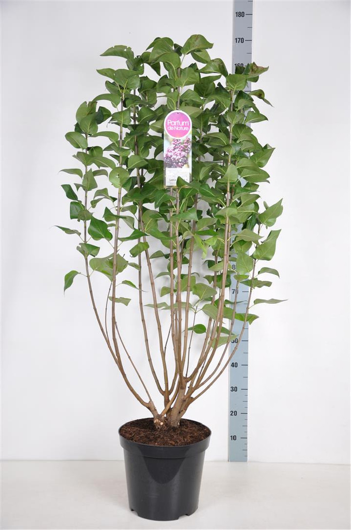 Alyva paprastoji (Lot Syringa v.) 'Michel Buchner' C15 90-120 CM 6+ Branches