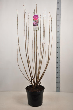 Alyva paprastoji (Lot Syringa v.) 'Michel Buchner' C15 90-120 CM 6+ Branches - nuotrauka 2
