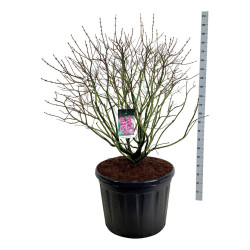 Alyva paprastoji (Lot Syringa v.) 'Michel Buchner' C180 100-125 CM SOL | ALYVOS | KRŪMAI