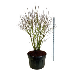 Alyva paprastoji (Lot Syringa v.) 'Michel Buchner' C230 150-175 CM SOL | ALYVOS | KRŪMAI