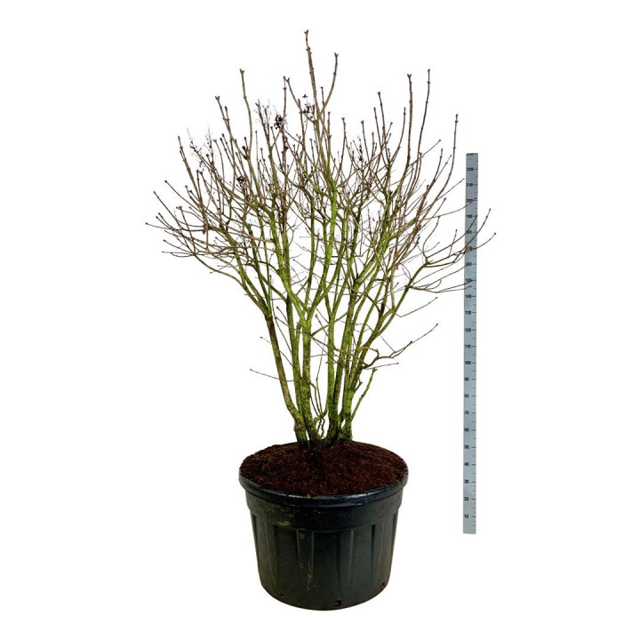 Alyva paprastoji (Lot Syringa v.) 'Michel Buchner' C230 150-175 CM SOL | ALYVOS | KRŪMAI