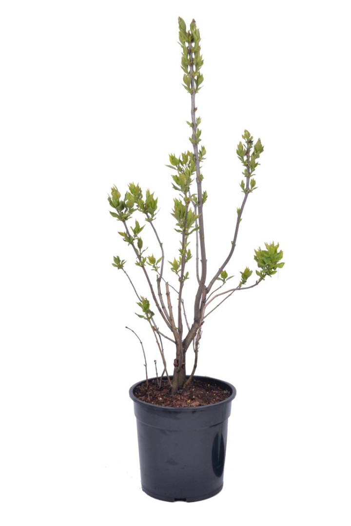 Alyva paprastoji (Lot Syringa v.) 'Nadeshda' C10 60-80 CM