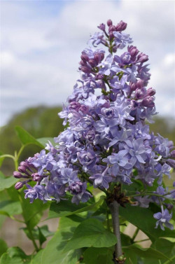 Alyva paprastoji (Lot Syringa v.) 'Nadezhda' C5/P23 50-70 CM 3-5 Branches - nuotrauka 1