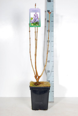 Alyva paprastoji (Lot Syringa v.) 'Nadezhda' C5/P23 50-70 CM 3-5 Branches - nuotrauka 2