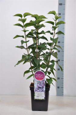 Alyva paprastoji (Lot Syringa v.) 'Nadezhda' C5/P23 50-70 CM (PDN) - nuotrauka 1