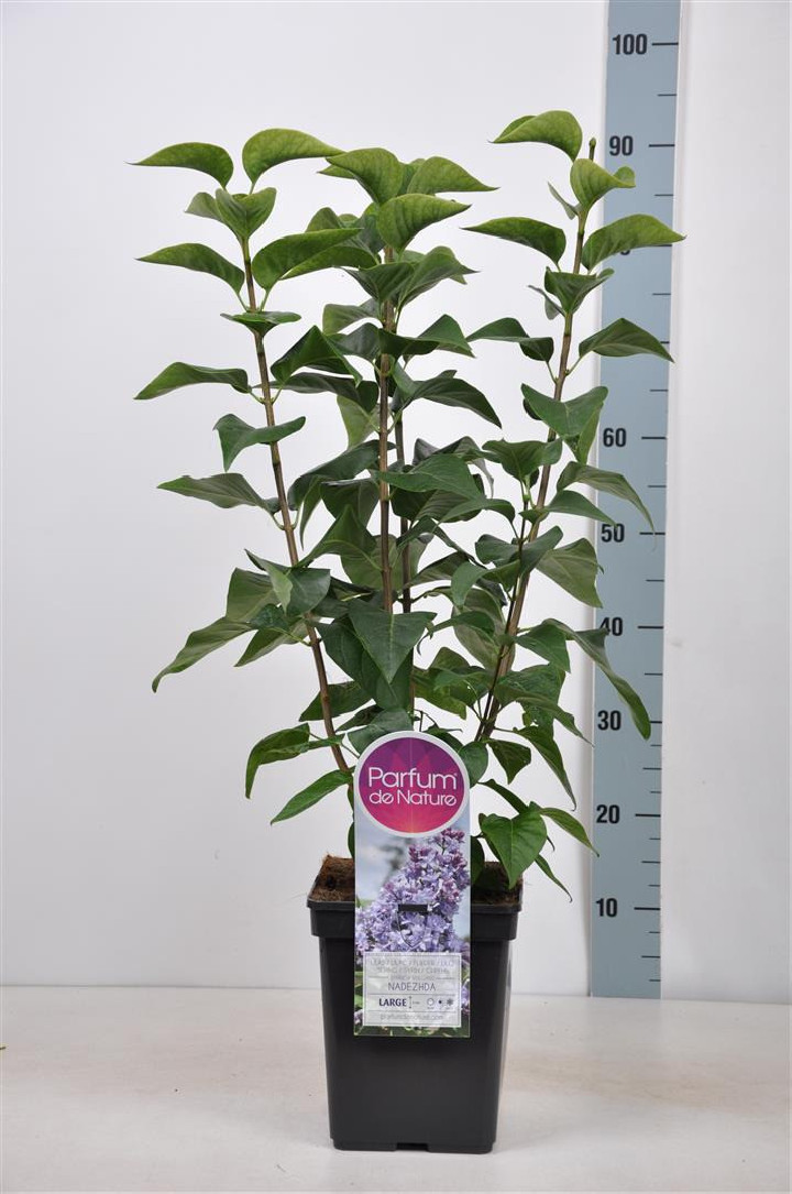 Alyva paprastoji (Lot Syringa v.) 'Nadezhda' C5/P23 50-70 CM (PDN)