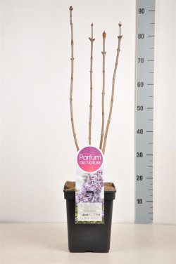 Alyva paprastoji (Lot Syringa v.) 'Nadezhda' C5/P23 50-70 CM (PDN) - nuotrauka 2