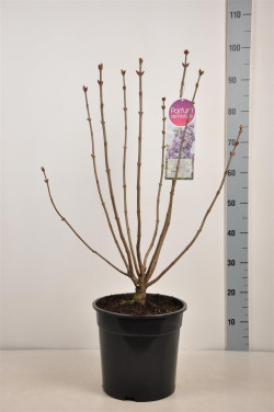 Alyva paprastoji (Lot Syringa v.) 'Nadezhda' C10 70-90 CM 4+ Branches - nuotrauka 1