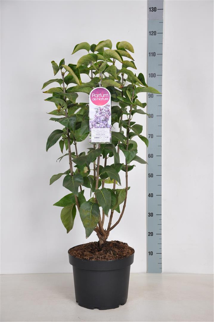 Alyva paprastoji (Lot Syringa v.) 'Nadezhda' C10 70-90 CM 4+ Branches