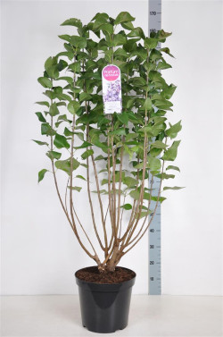 Alyva paprastoji (Lot Syringa v.) 'Nadezhda' C15 90-120 CM 6+ Branches - nuotrauka 1
