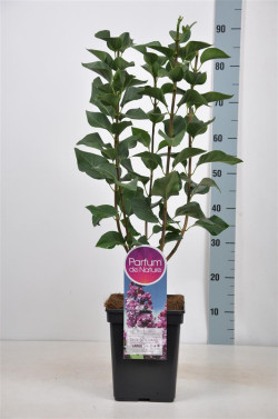 Alyva paprastoji (Lot Syringa v.) 'Paul Deschanel' C5/P23 50-70 CM 3-5 Branches - nuotrauka 1