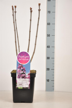 Alyva paprastoji (Lot Syringa v.) 'Paul Deschanel' C5/P23 50-70 CM 3-5 Branches - nuotrauka 2