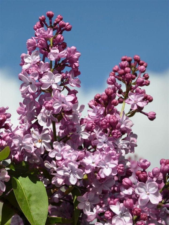 Alyva paprastoji (Lot Syringa v.) 'Paul Deschanel' C10 70-90 CM 6+ Branches