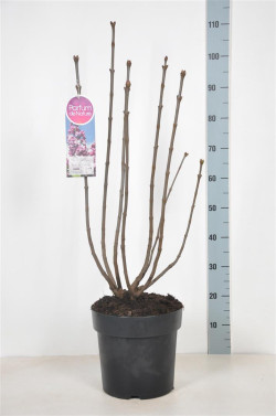 Alyva paprastoji (Lot Syringa v.) 'Paul Deschanel' C10 70-90 CM 6+ Branches - nuotrauka 2