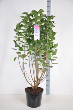 Alyva paprastoji (Lot Syringa v.) 'Paul Deschanel' C15 90-120 CM 6+ Branches - nuotrauka 1