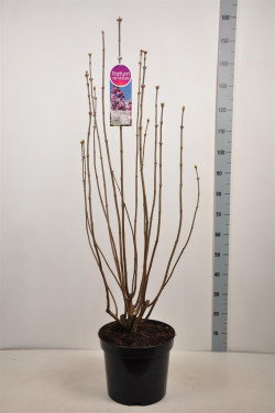 Alyva paprastoji (Lot Syringa v.) 'Paul Deschanel' C15 90-120 CM 6+ Branches - nuotrauka 2