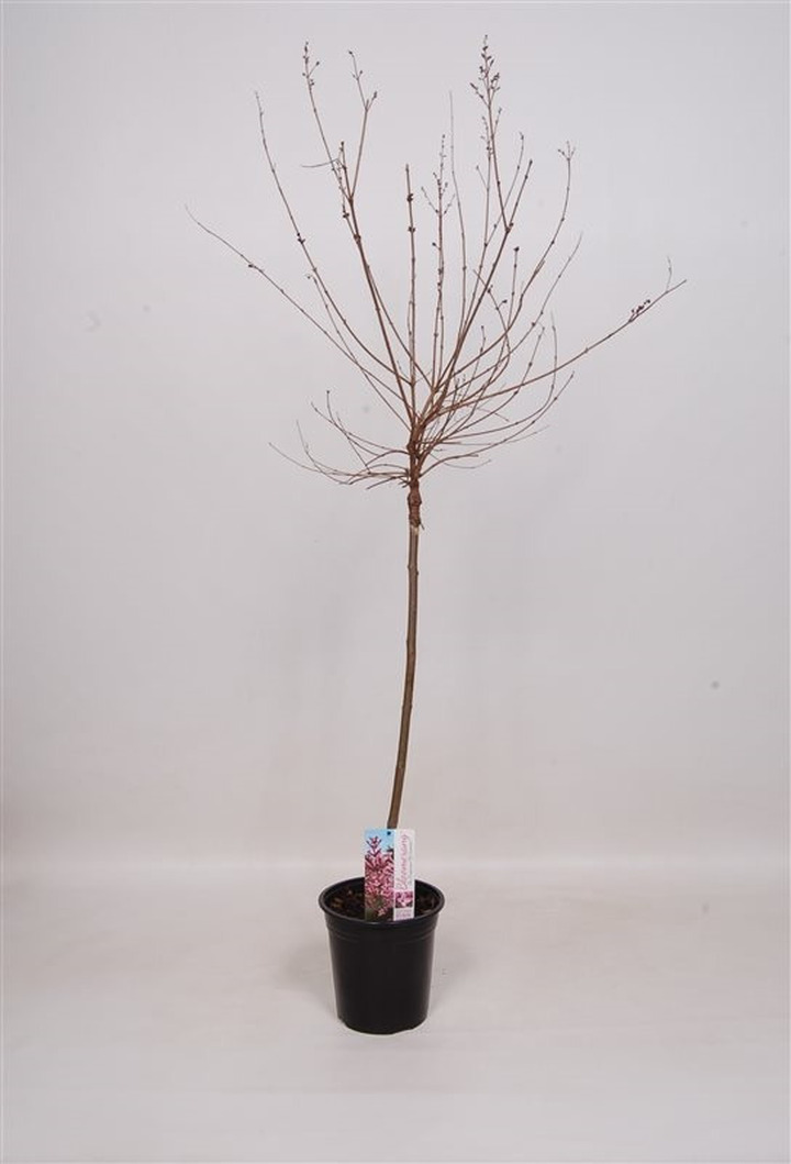 Alyva paprastoji (Lot Syringa v.) 'Pink Perfume' C3/P19 STIEBAS 60 CM