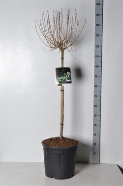 Alyva paprastoji (Lot Syringa v.) 'Pink Perfume' C20 KOTAS 80 CM | ALYVOS | KRŪMAI