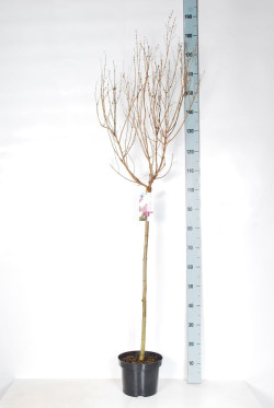Alyva paprastoji (Lot Syringa v.) 'Pink Perfume' C5/P23 STIEBAS 80 CM - nuotrauka 2