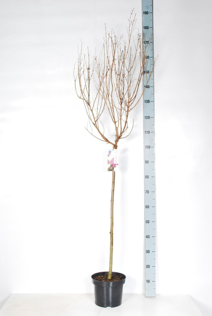 Alyva paprastoji (Lot Syringa v.) 'Pink Perfume' C5/P23 KOTAS 80 CM | ALYVOS | KRŪMAI