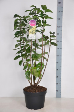 Alyva paprastoji (Lot Syringa v.) 'Primrose' C10 70-90 CM 4+ Branches - nuotrauka 1