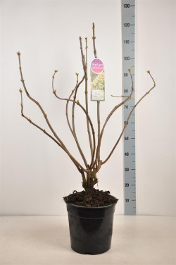 Alyva paprastoji (Lot Syringa v.) 'Primrose' C10 70-90 CM 4+ Branches - nuotrauka 2