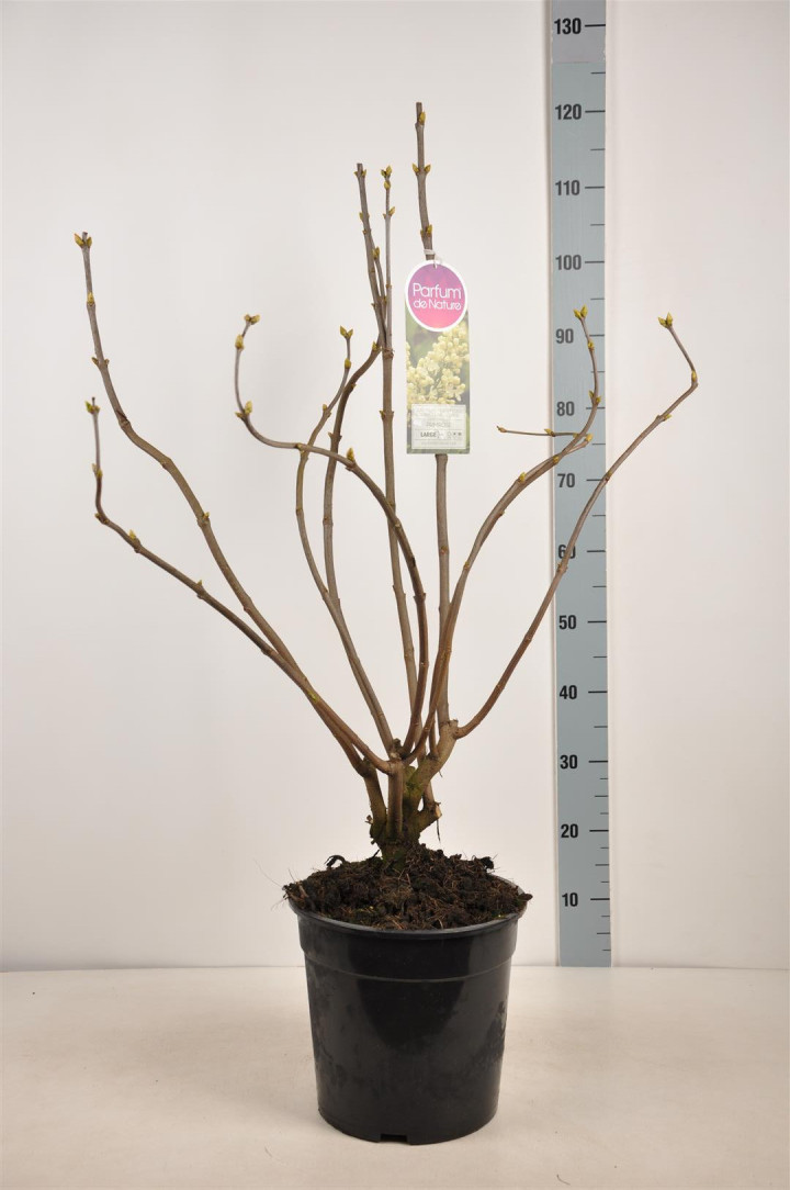 Alyva paprastoji (Lot Syringa v.) 'Primrose' C10 70-90 CM 4+ Branches