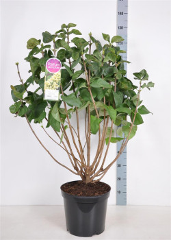 Alyva paprastoji (Lot Syringa v.) 'Primrose' C15 90-120 CM 6+ Branches - nuotrauka 1