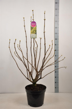 Alyva paprastoji (Lot Syringa v.) 'Primrose' C15 90-120 CM 6+ Branches - nuotrauka 2