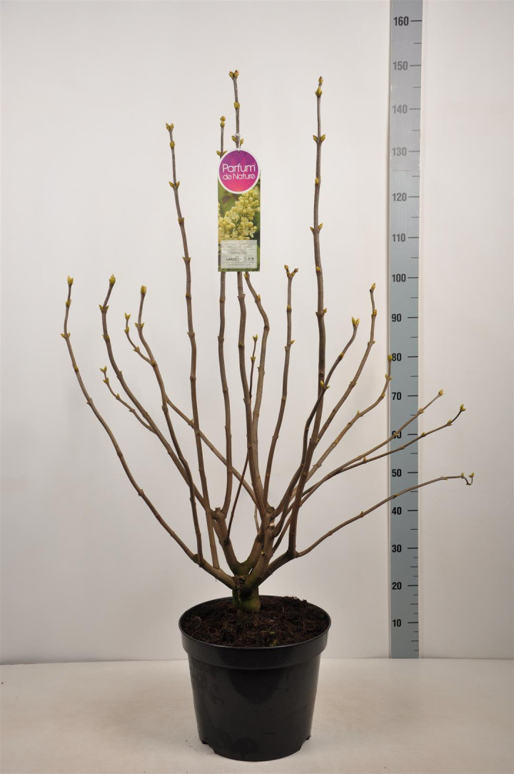 Alyva paprastoji (Lot Syringa v.) 'Primrose' C15 90-120 CM 6+ Branches