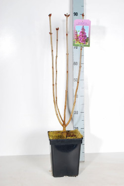Alyva paprastoji (Lot Syringa v.) 'Ruhm von Horstenstein' C5/P23 50-70 CM 3-5 Branches - nuotrauka 2