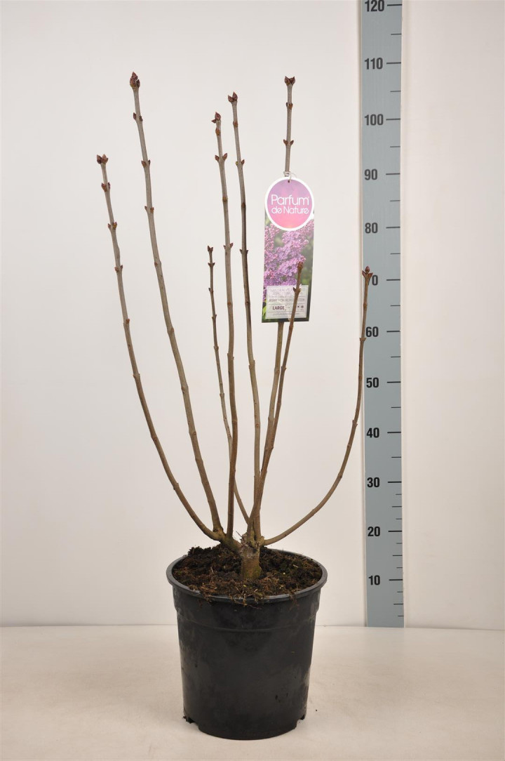 Alyva paprastoji (Lot Syringa v.) 'Ruhm von Horstenstein' C10 70-90 CM 4+ Branches