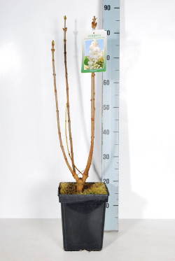 Alyva paprastoji (Lot Syringa v.) 'Souv. d'Alice Harding' C5/P23 50-70 CM 3-5 Branches - nuotrauka 2