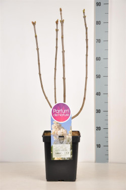 Alyva paprastoji (Lot Syringa v.) 'Souv. d'Alice Harding' C5/P23 50-70 CM (PDN) - nuotrauka 2