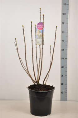Alyva paprastoji (Lot Syringa v.) 'Souv. d'Alice Harding' C10 70-90 CM 4+ Branches - nuotrauka 1