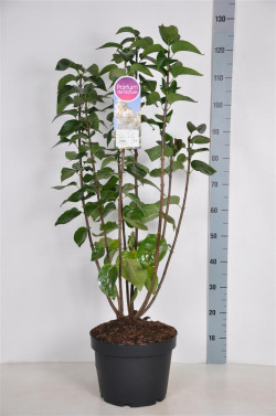 Alyva paprastoji (Lot Syringa v.) 'Souv. d'Alice Harding' C10 70-90 CM 4+ Branches - nuotrauka 2