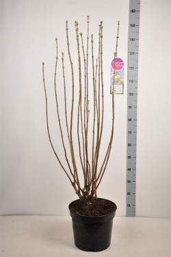 Alyva paprastoji (Lot Syringa v.) 'Souv. d'Alice Harding' C15 90-120 CM 6+ Branches - nuotrauka 2