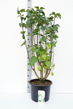 Alyva paprastoji (Lot Syringa v.) 'Souv. d'Alice Harding' C20 100-125 CM