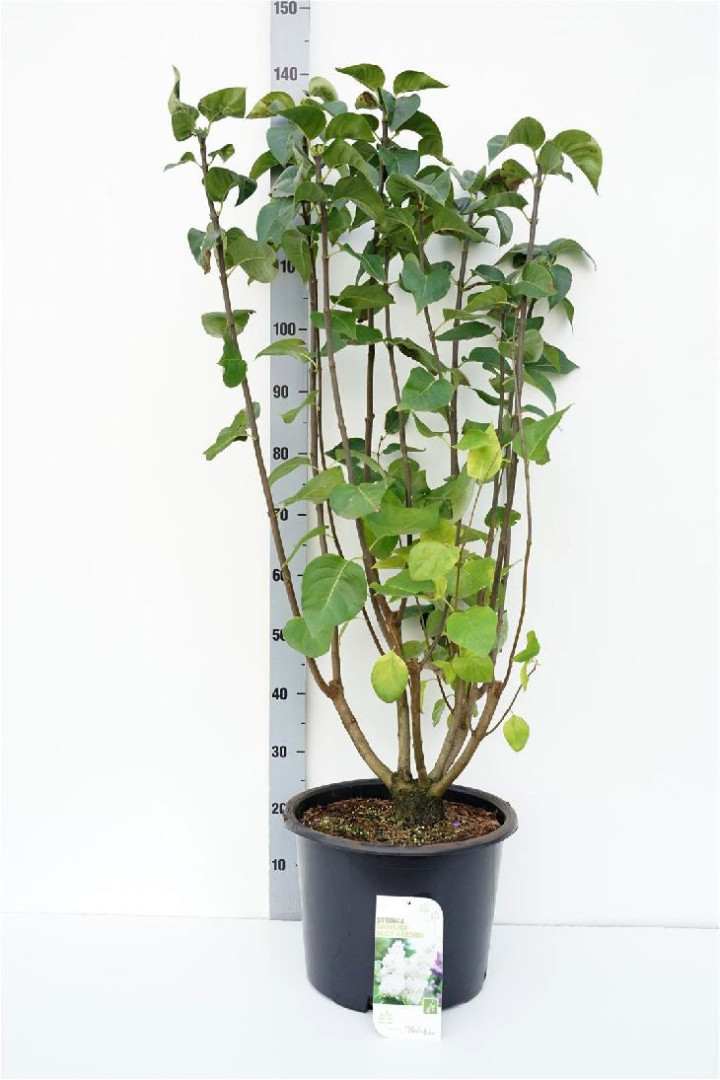 Alyva paprastoji (Lot Syringa v.) 'Souv. d'Alice Harding' C20 100-125 CM