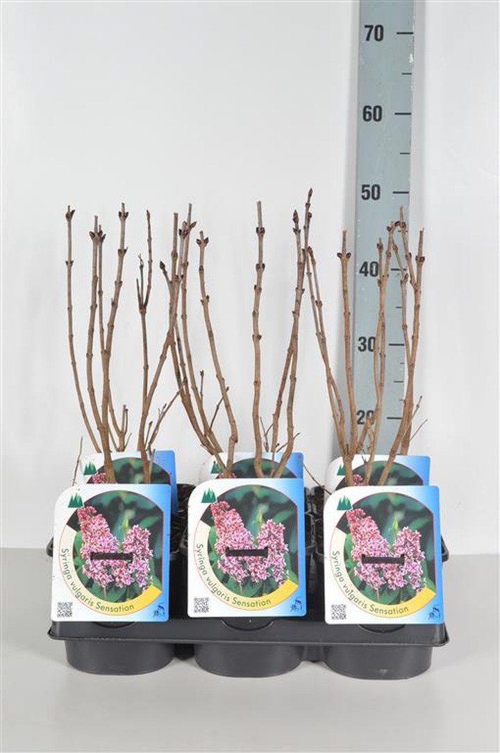 Alyva paprastoji (Lot Syringa v.) 'Sensation' C2/P17 30-40 CM | ALYVOS | KRŪMAI