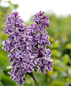 Alyva paprastoji (Lot Syringa v.) 'Sensation' C5/P23 50-70 CM 3-5 Branches - nuotrauka 1