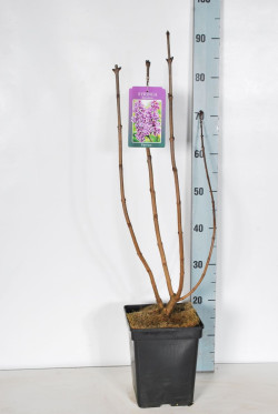 Alyva paprastoji (Lot Syringa v.) 'Sensation' C5/P23 50-70 CM 3-5 Branches - nuotrauka 2