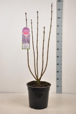 Alyva paprastoji (Lot Syringa v.) 'Sensation' C10 70-90 CM 4+ Branches - nuotrauka 1