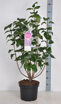 Alyva paprastoji (Lot Syringa v.) 'Sensation' C10 70-90 CM 4+ Branches - nuotrauka 2