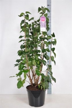 Alyva paprastoji (Lot Syringa v.) 'Sensation' C15 90-120 CM 6+ Branches - nuotrauka 1
