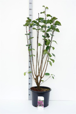 Alyva paprastoji (Lot Syringa v.) 'Sensation' C20 100-125 CM