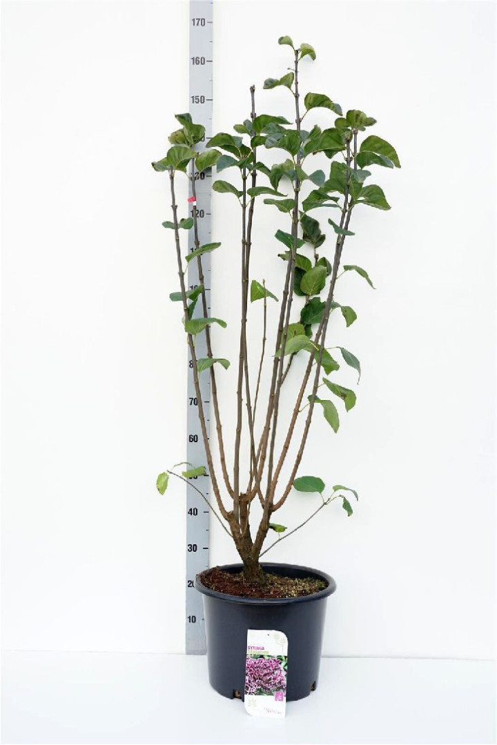 Alyva paprastoji (Lot Syringa v.) 'Sensation' C20 100-125 CM