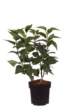 Alyva paprastoji (Lot Syringa v.) 'Schone von Moskau' C3/P19 40-60 CM | ALYVOS | KRŪMAI