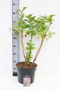 Alyva paprastoji (Lot Syringa vulgaris) C7,5/P26 60-80 CM | ALYVOS | KRŪMAI