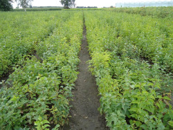 Alyva paprastoji (Lot Syringa vulgaris)  1+1 30-50 CM